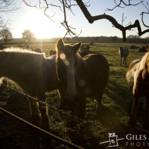 Episode #99 – Horses, Sheep, Early Morning Light